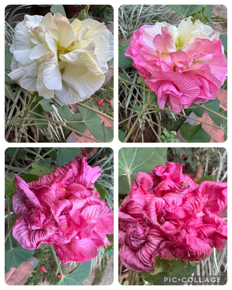 The image features a collage of the Hibiscus mutabilis, commonly known as the Confederate Rose or Cotton Rose. It captures the flower’s fascinating color transition throughout the day, starting as a creamy white bloom in the morning (top left), gradually turning light pink (top right), deepening to a rich rosy hue (bottom left), and ending as a vibrant crimson shade (bottom right). The flower’s ruffled petals and large size are prominently displayed, set against its green leaves, showcasing its unique beauty.