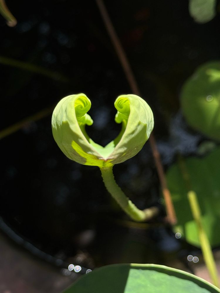A lotus leaf opens up slowly and looks like clenched fingers, holding on to its youth. 