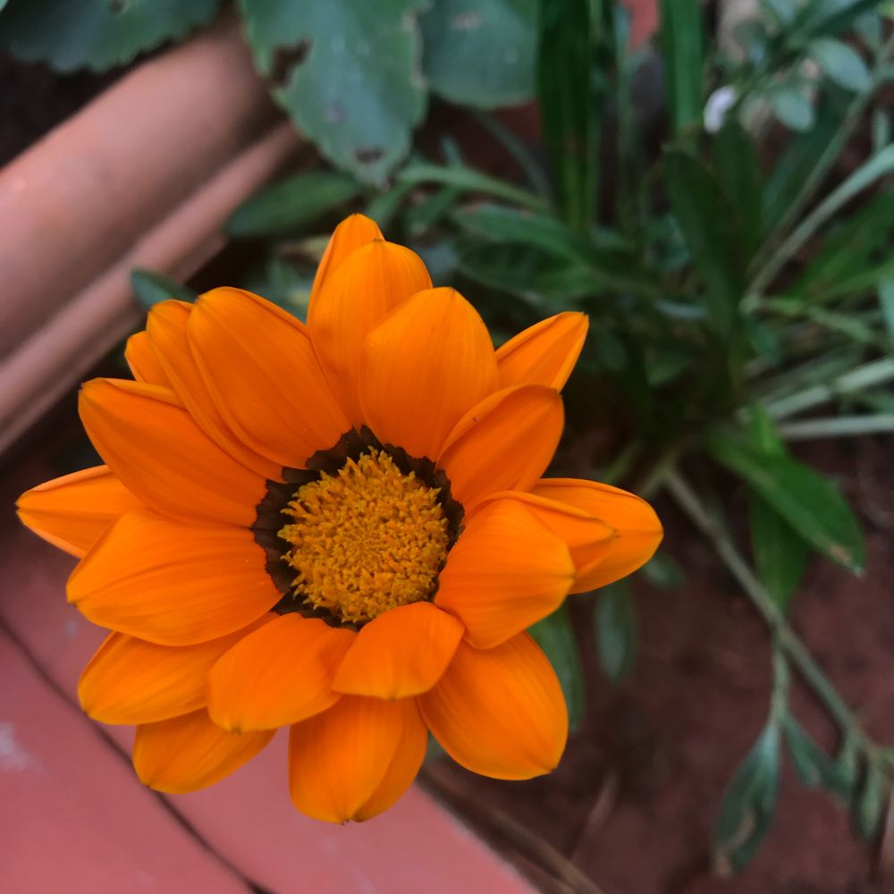 Gazania flower. A multi petal golden orange flower with a pollen rich centre 