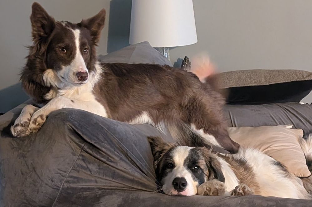A red and white border collie mix sitting on the top of a large chair with a black, brindle, and white great pyrenees puppy on the seat