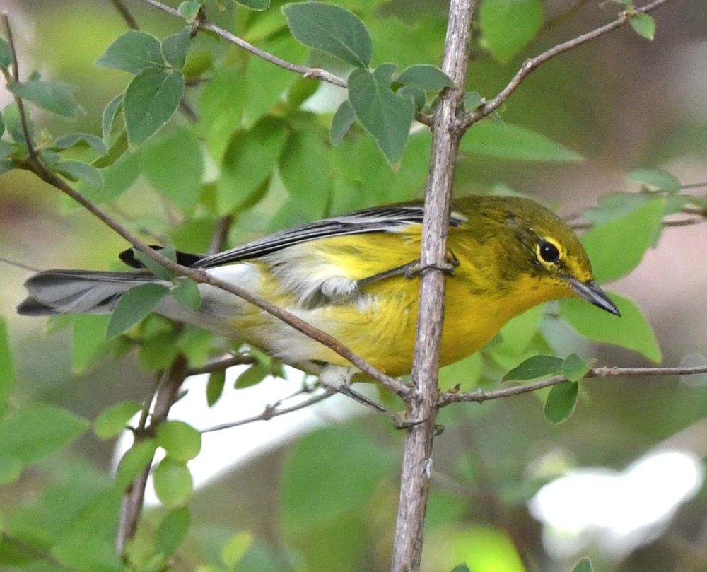 bird