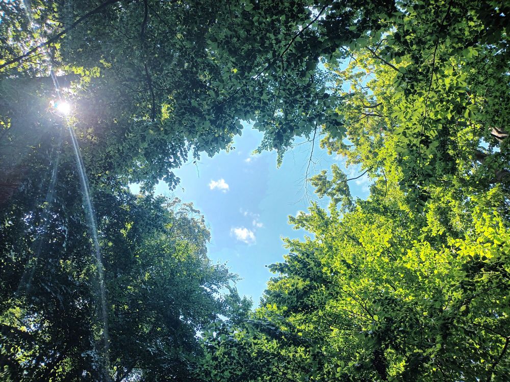 Canopies in forest, in the middle an almost heart-shaped part where the blue sky is visible, the sun peeks through on the left