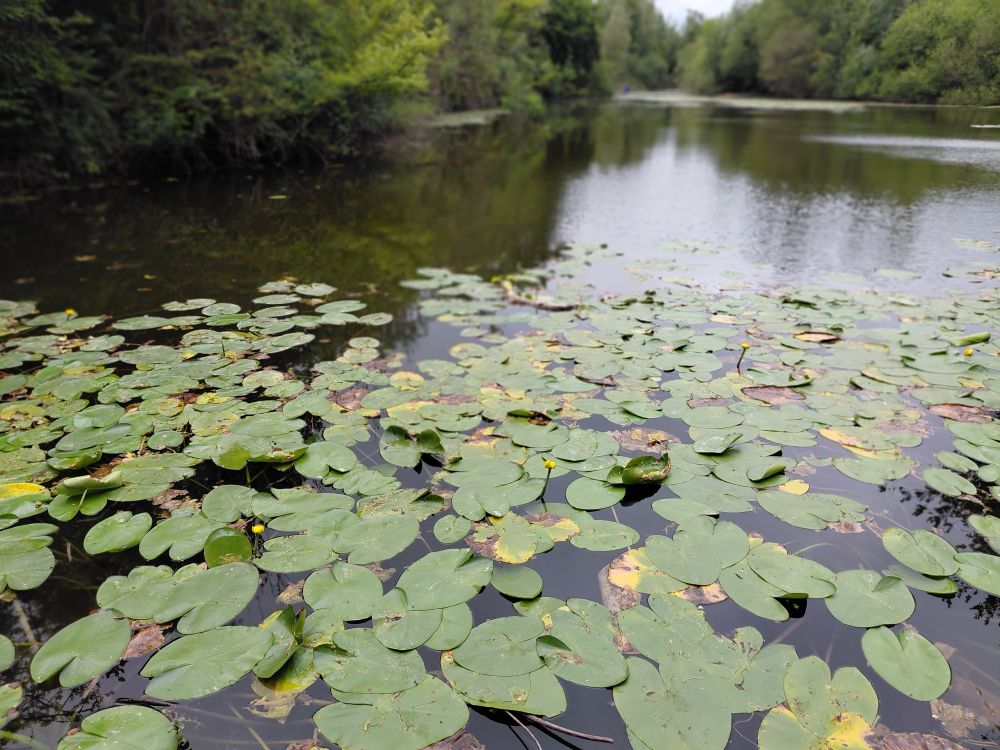 Photo of a lake with waterlilies on the surface in the foreground, trees surrounding and reflecting in the water.