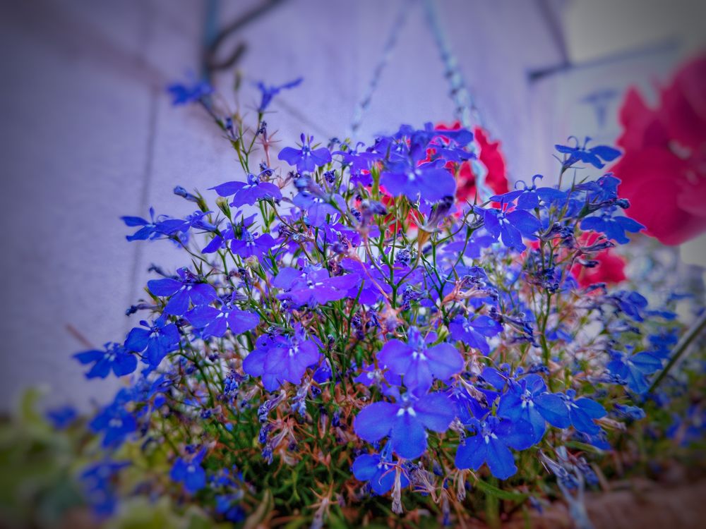 Photo d'un pot de fleur en suspension contenant des lobelie érine 

Instant wiki :

La Lobélie érine (Lobelia erinus) est une plante vivace buissonnante ou retombante, de la famille des Campanulaceae, sous-famille des Lobelioideae, cultivée comme annuelle. Elle est originaire d'Afrique de l'Est et du Sud.

Ne pas confondre avec le genre Erinus (en français les érines) de la famille des Plantaginaceae selon la classification classification phylogénétique APG III (2009).