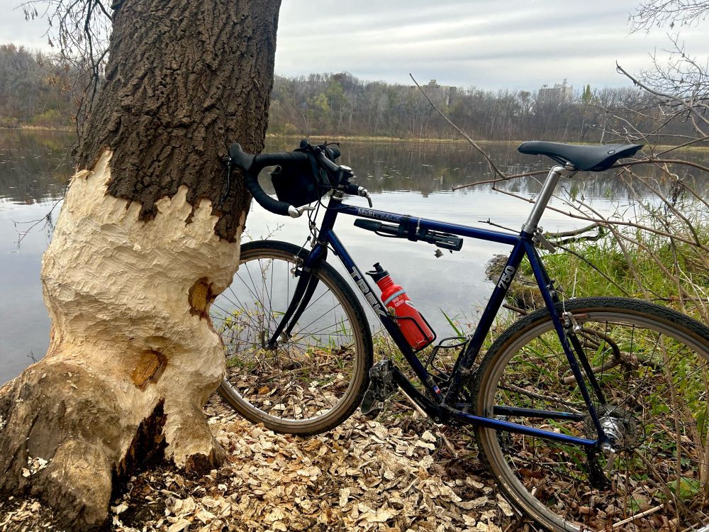 A bike leaning against a tree recently chewed extensively by a beaver