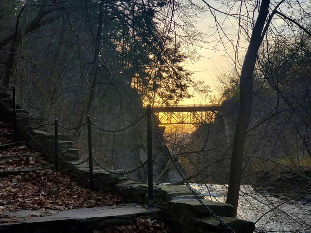 early spring forest at sunset