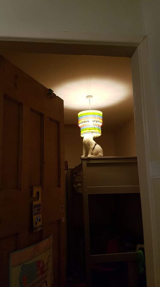 A mostly white cat with black spots is on the corner of a bunk bed with his head fully up a lampshade bathed in light