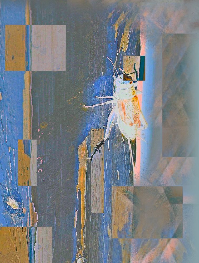 I took a picture of a cricket on a wooden doorframe and then edited it a whole bunch to give it a kind of surreal patchwork look in tones of oranges, blues, and browns. 
