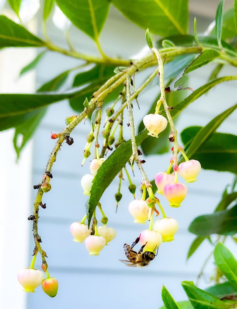 I edited a photo I took of a bee shoving its face into a flower. It is living its best bee life. I don’t know the type of flower. My mom told me but my eyes and brain always glaze over when she tries to tell me about plants. It’s a cluster of bell-shaped flowers that hang upside down. 