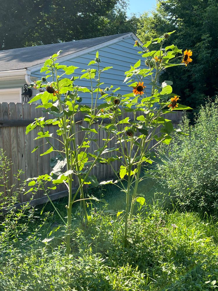 A picture of the very tall sunflowers in my yard that I did not plant, but nevertheless they thrive