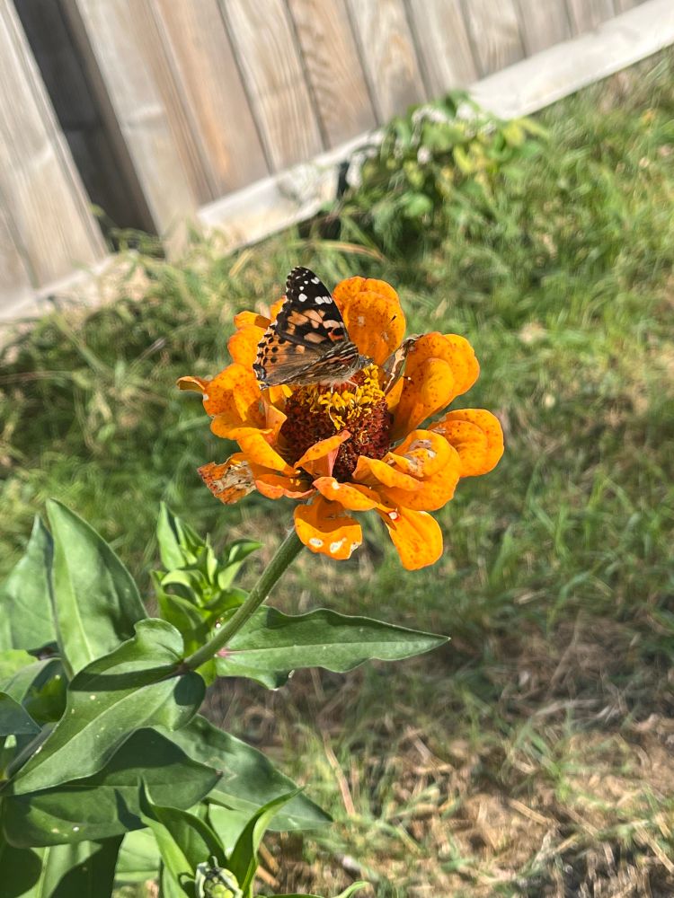 A fuzzy butterfly and its cute little antennae on an orange zinnia, side-ish view