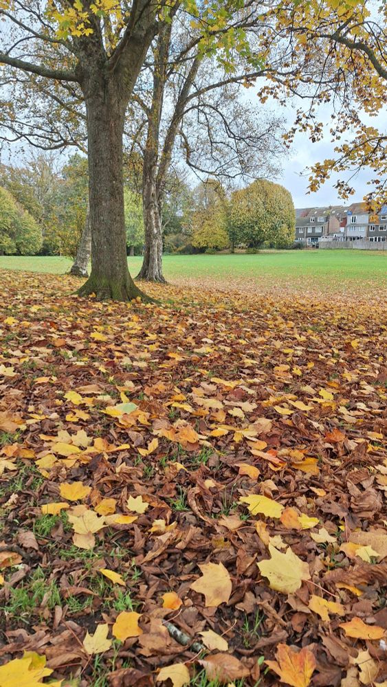 Orange and red autumnal leaves blanket the floor below a tree in a park