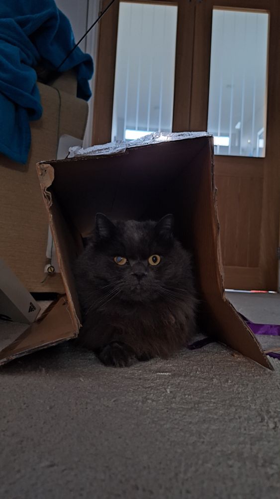 Ash, a long haired cat, sits under an upturned cardboard box