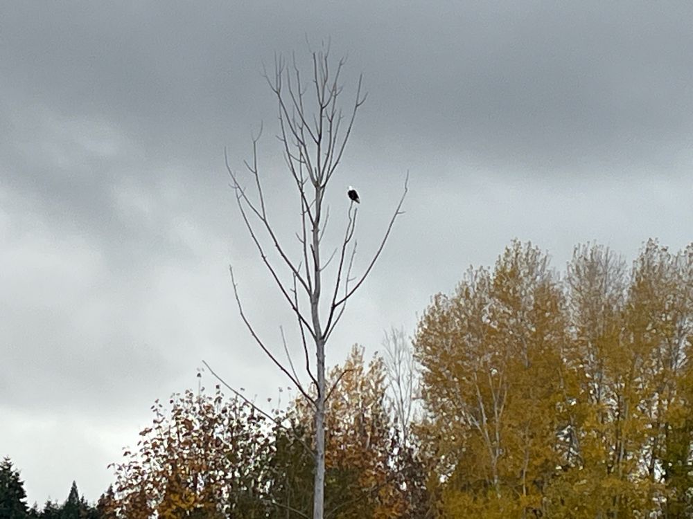 Bald eagle visible on a tree across the river
