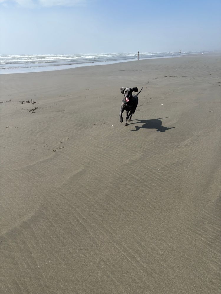 My dog running at full speed over the sand chasing who knows what 