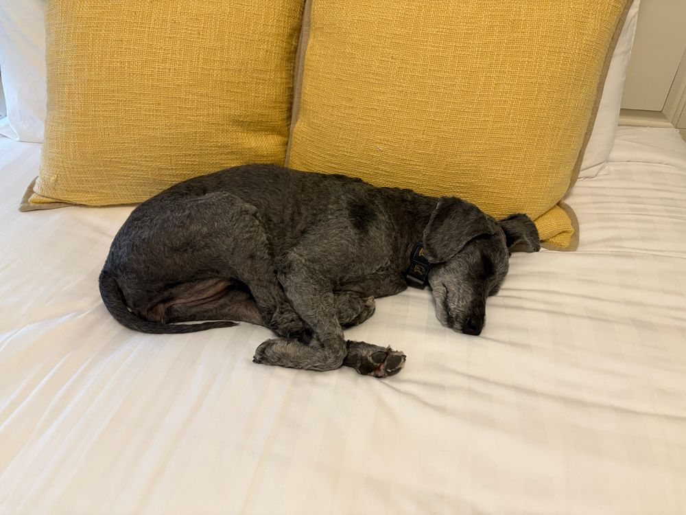 Dog found another bed, asleep on the pillows 