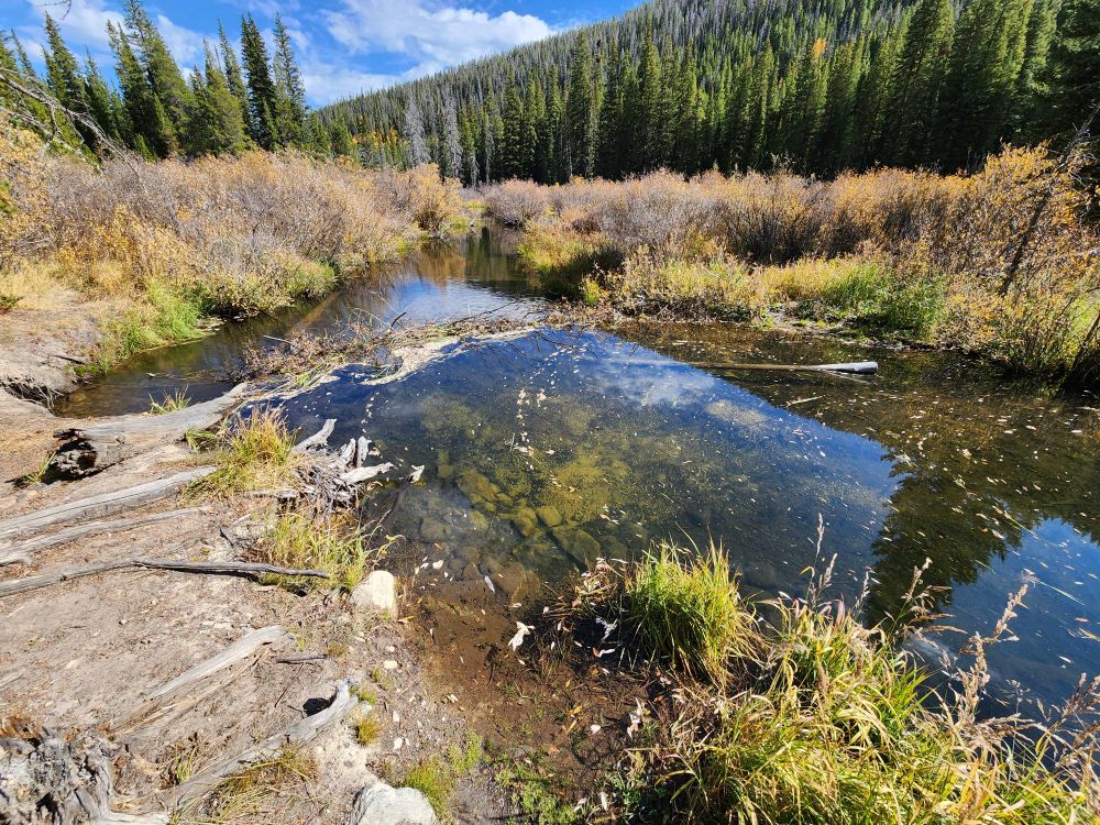A picture looking downstream at a beaver dam with grass and willow growing in the wetland around it.
