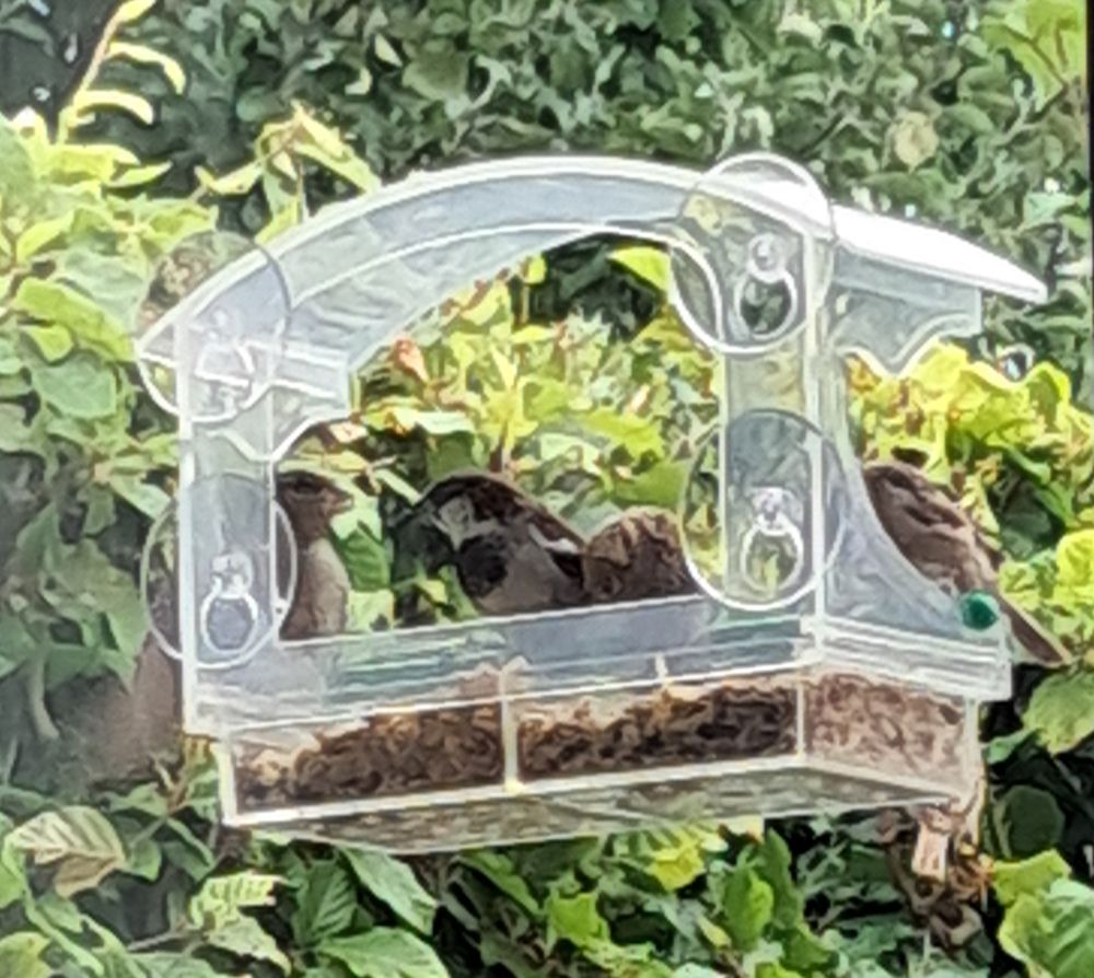 A window bird feeder with 4 tiny birds (possibly a green finch and some house sparrows) having a birdie gossip. I wonder what birds gossip about. 