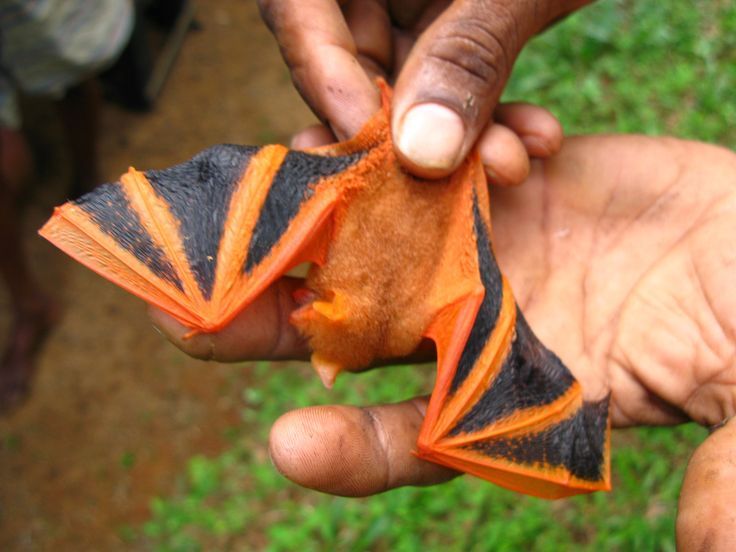 a bat colored black and orange being held by human hands