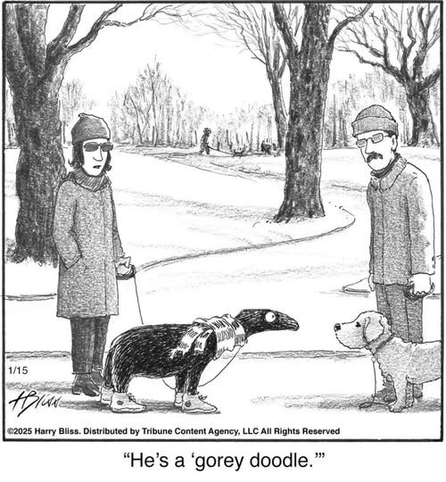 Two people stop walking their dogs to talk to each other. One has a terrier looking dog, while the other has a dark black shape with tennis shoes and a scarf - very reminiscent of the Edward Gorey character "The Unexpected Guest". The "guest's owner" is saying "He's a gorey doodle".