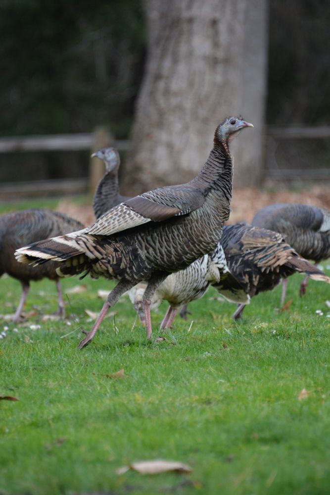 At least 5 wild turkeys on a meadow
