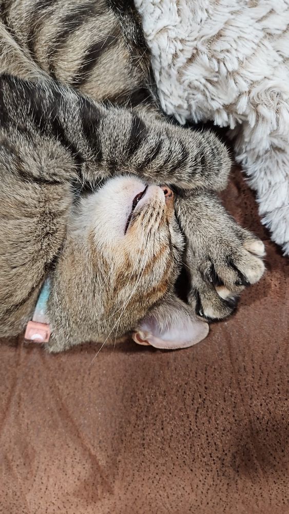 Photo of a tortoiseshell-marked tabby curled up in max relaxation