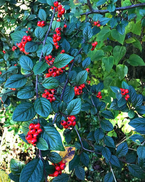 Bright red cotoneaster berries nestle in among dark green leaves with lighter lilac leaves behind.  