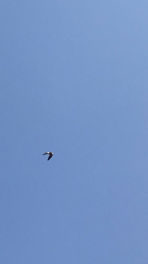 A blurry too-far-away pic of a house martin, belly side up, feeding in clear blue skies.