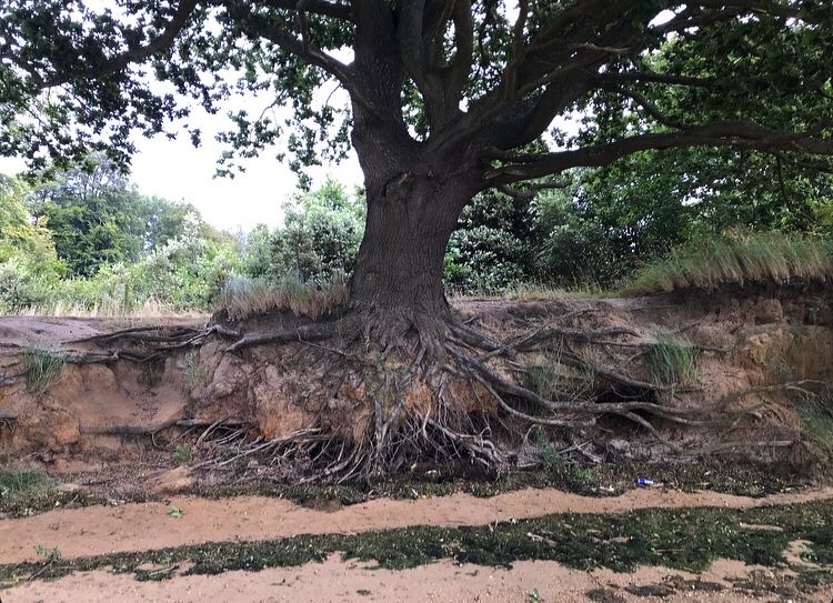 Picture is of a tree that is on an eroded bank and so has half of its roots exposed reaching down to the sand below.