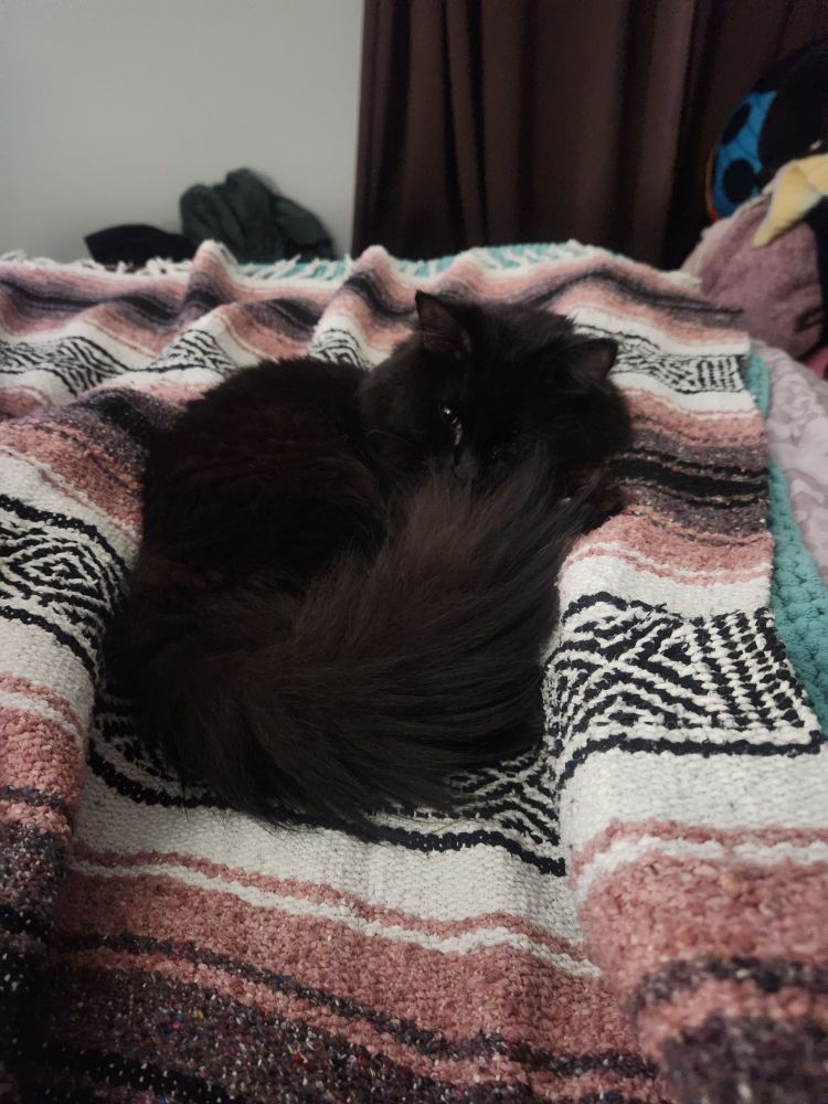 A small, fluffy black cat named Bee lying on top of a blanket. 