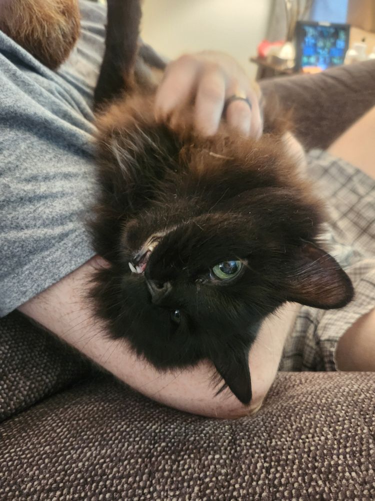 Photo of fluffy black cat looking like she's smiling while getting pets. 
