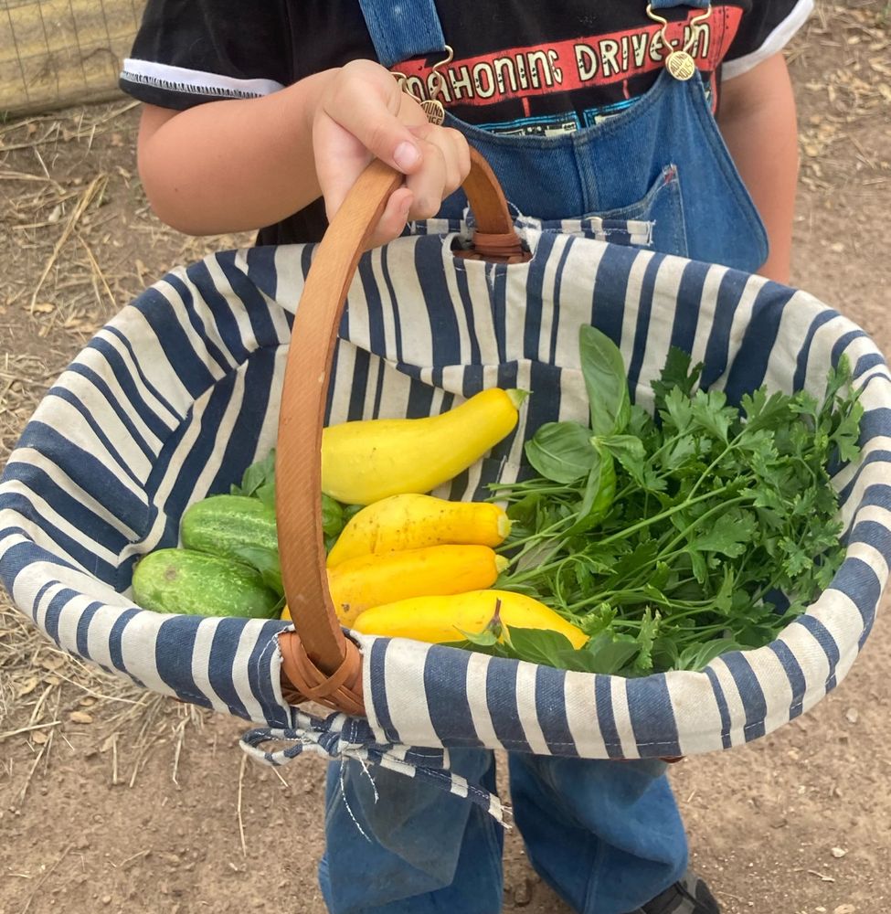 An oval basket lined with blue and white striped fabric containing yellow squash, herb, a few early season cucumbers