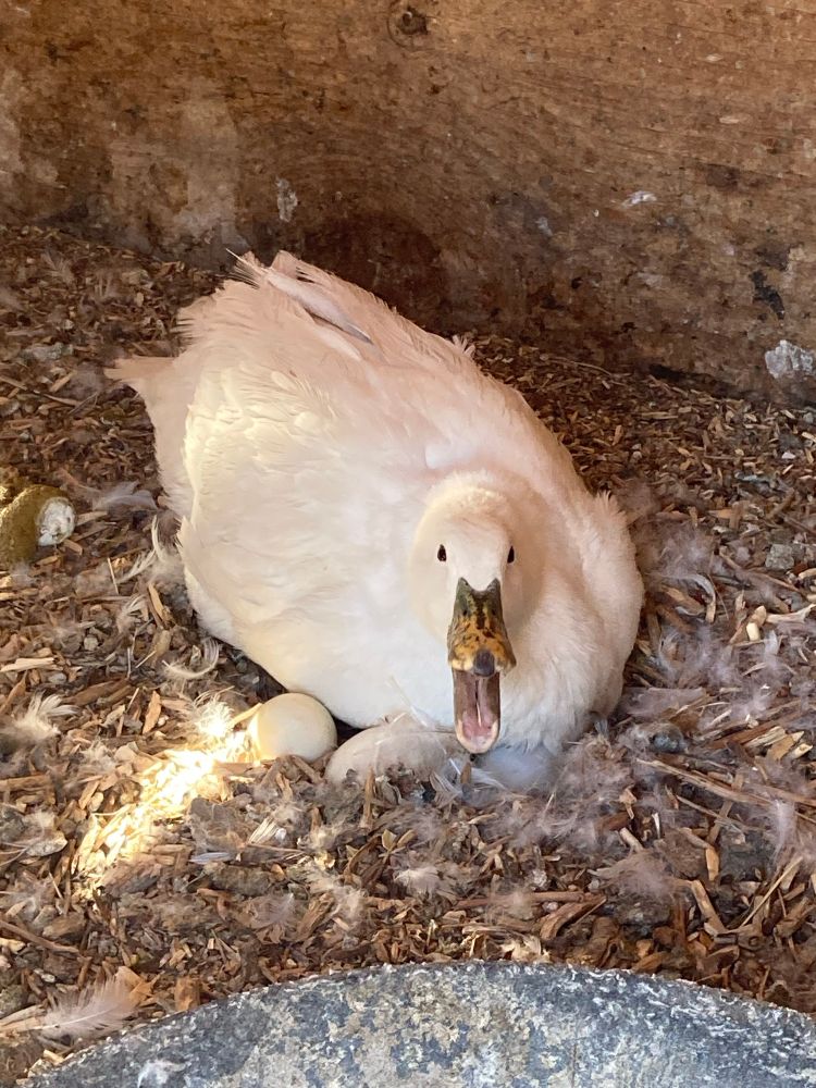 A duck angrily hisses while sitting on a pile of eggs