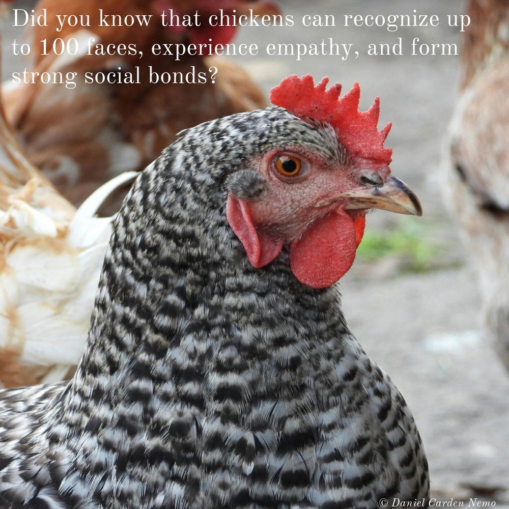 Did you know that chickens can recognize up to 100 faces, experience empathy, and form strong social bonds?