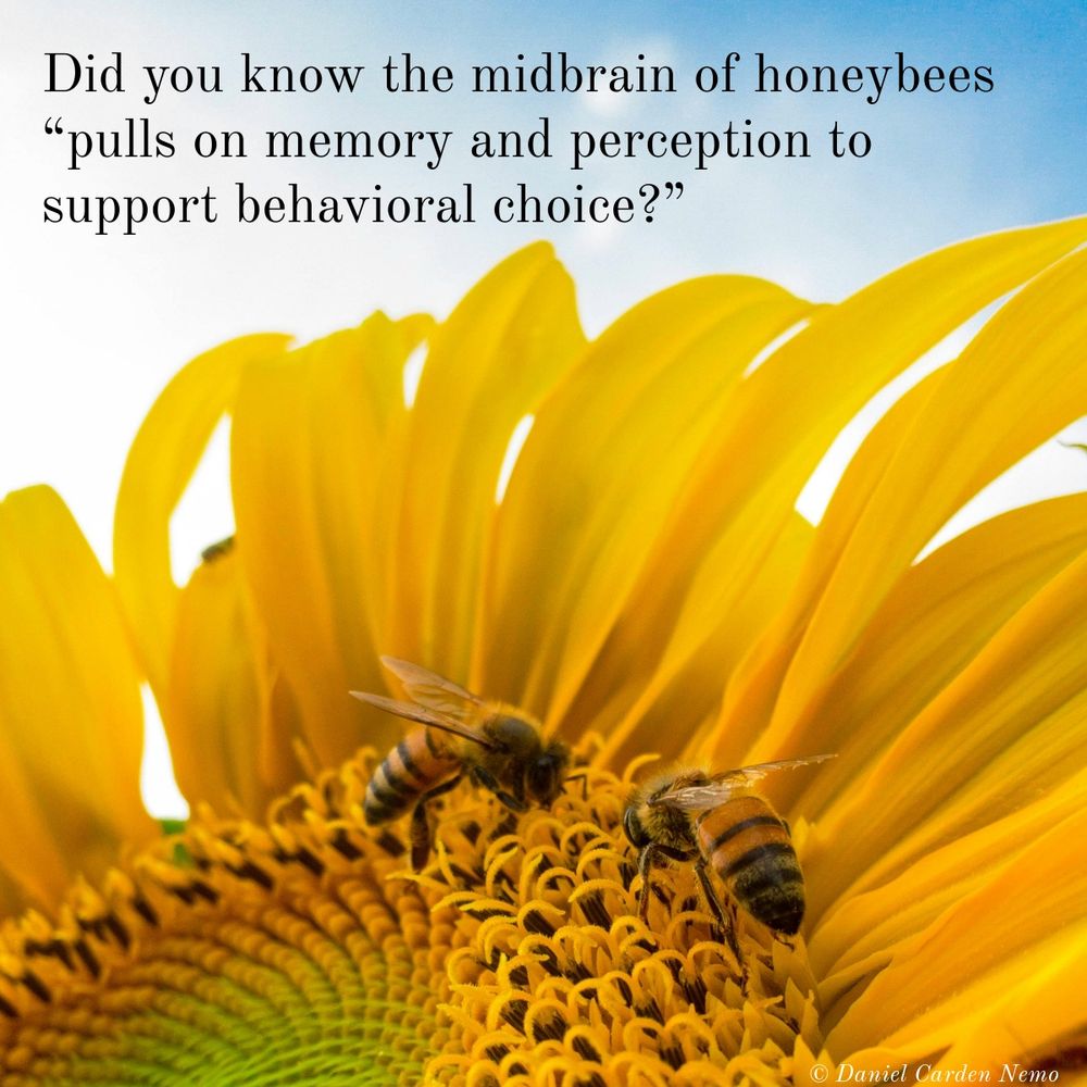 Did you know the midbrain of honeybees pulls on memory and perception to support behavioral choice?