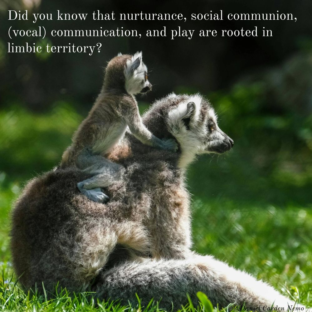 Did you know that nurturance, social communion, (vocal) communication, and play are rooted in limbic territory?