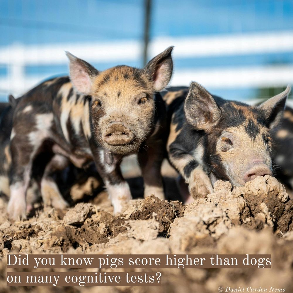 Did you know pigs score higher than dogs on many cognitive tests?