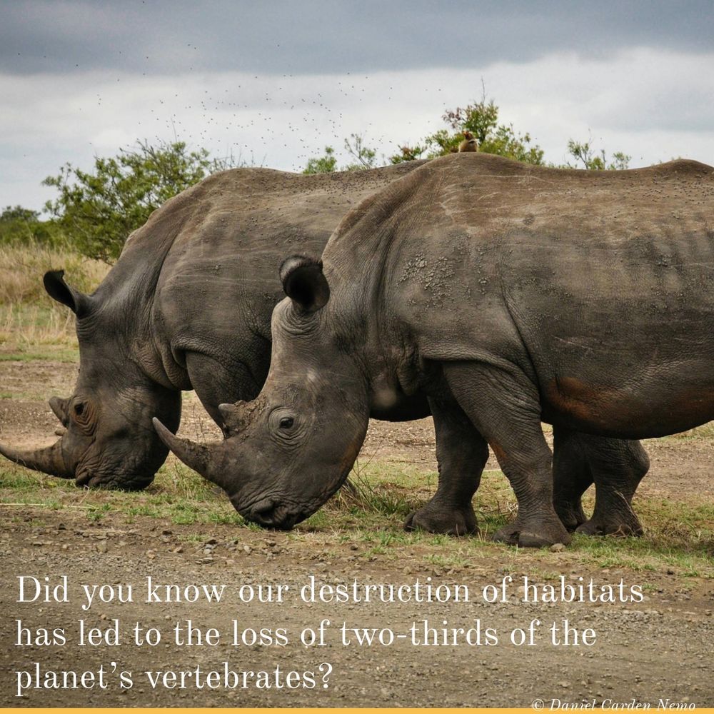 ​Did you know our destruction of habitats has led to the loss of two-thirds of the planet’s vertebrates?