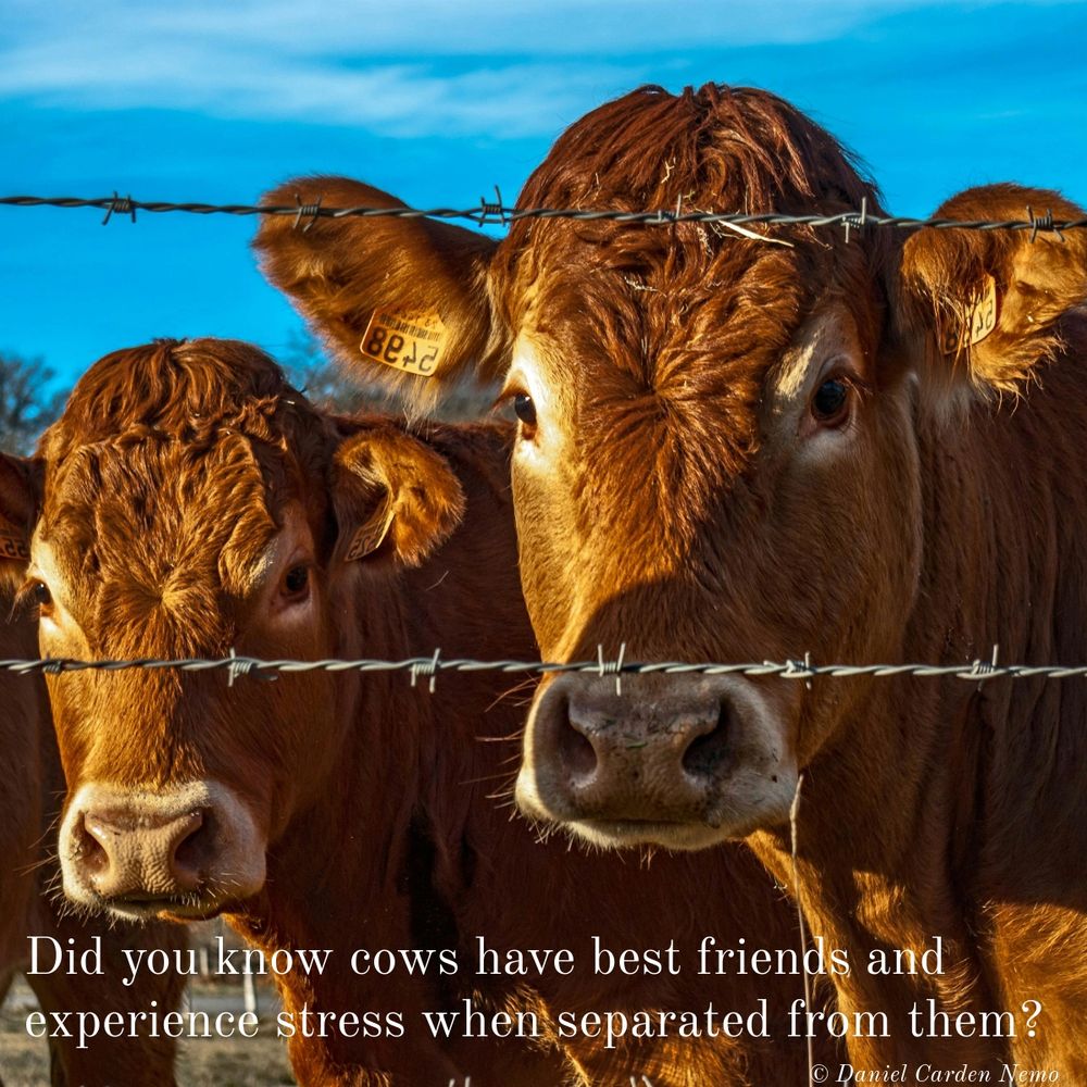 Did you know cows have best friends and experience stress when separated from them?
