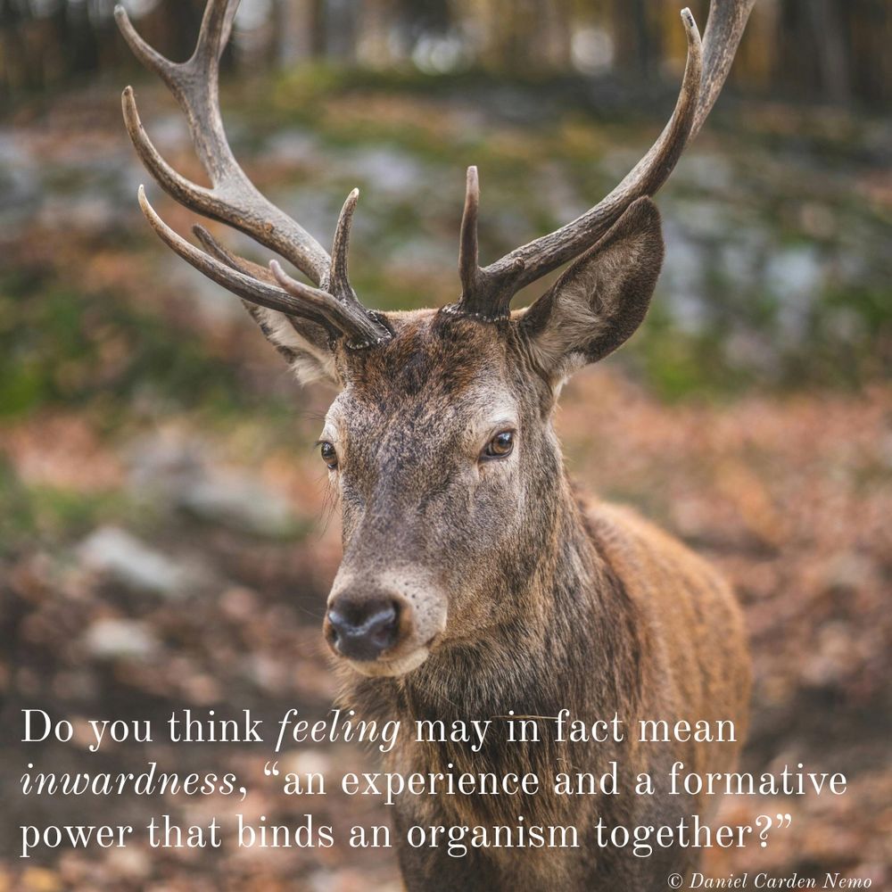 Do you think feeling may in fact mean inwardness, “an experience and a formative power that binds an organism together?