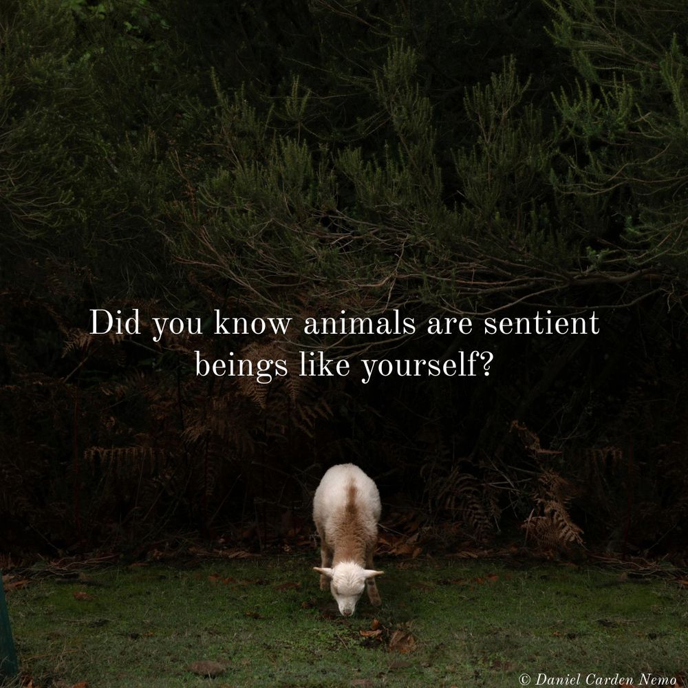 Did you know animals are sentient beings like yourself? 