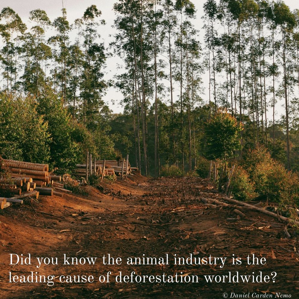 Did you know the animal industry is the leading cause of deforestation worldwide?