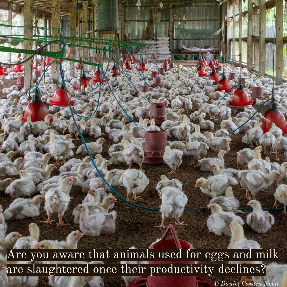 Are you aware that animals used for eggs and milk are also slaughtered once their productivity declines?