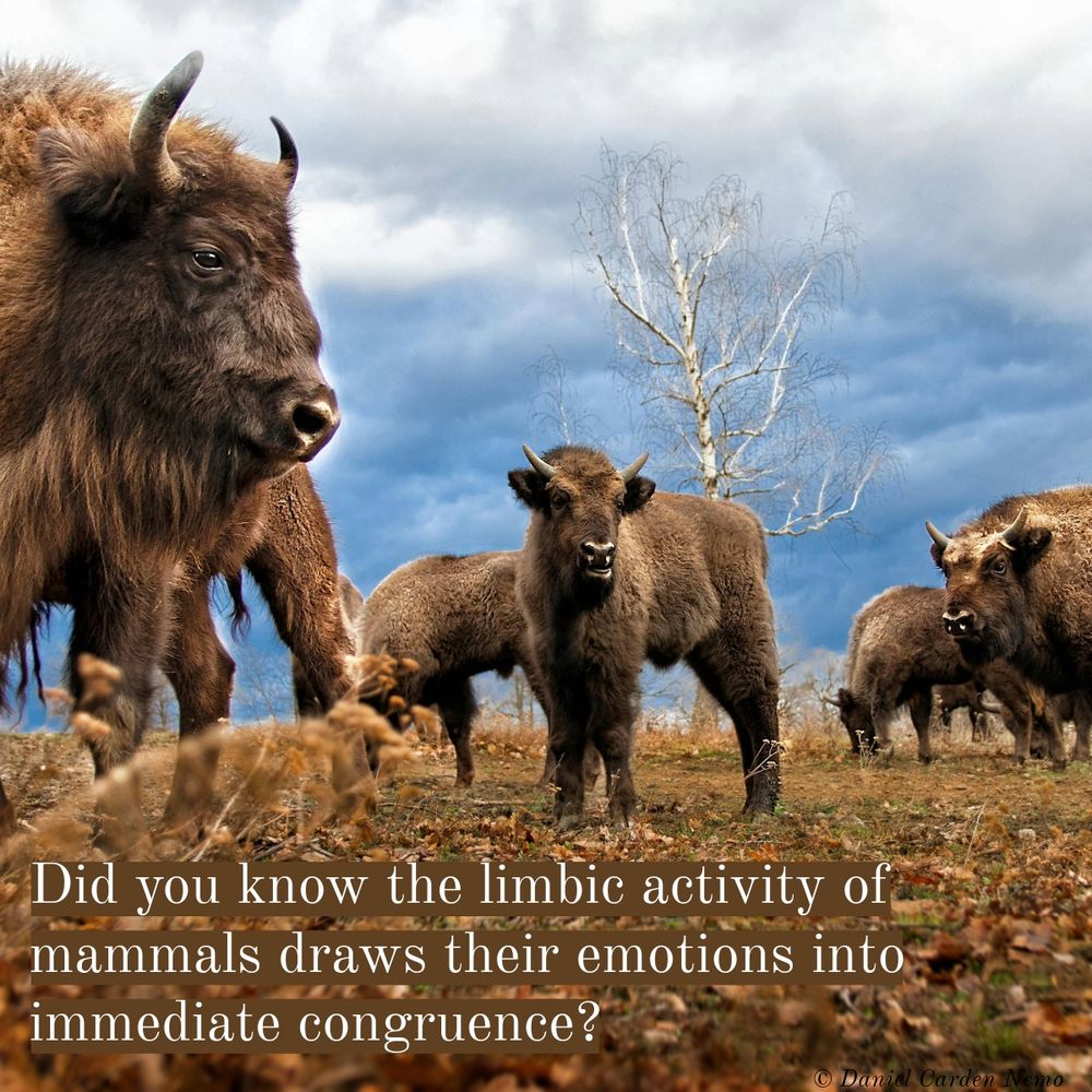 Did you know the limbic activity of mammals draws their emotions into immediate congruence?