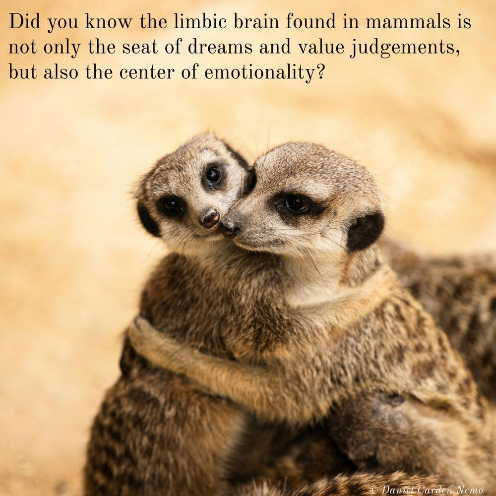 Did you know the limbic brain found in mammals is not only the seat of dreams and value judgements, but also the center of emotionality?