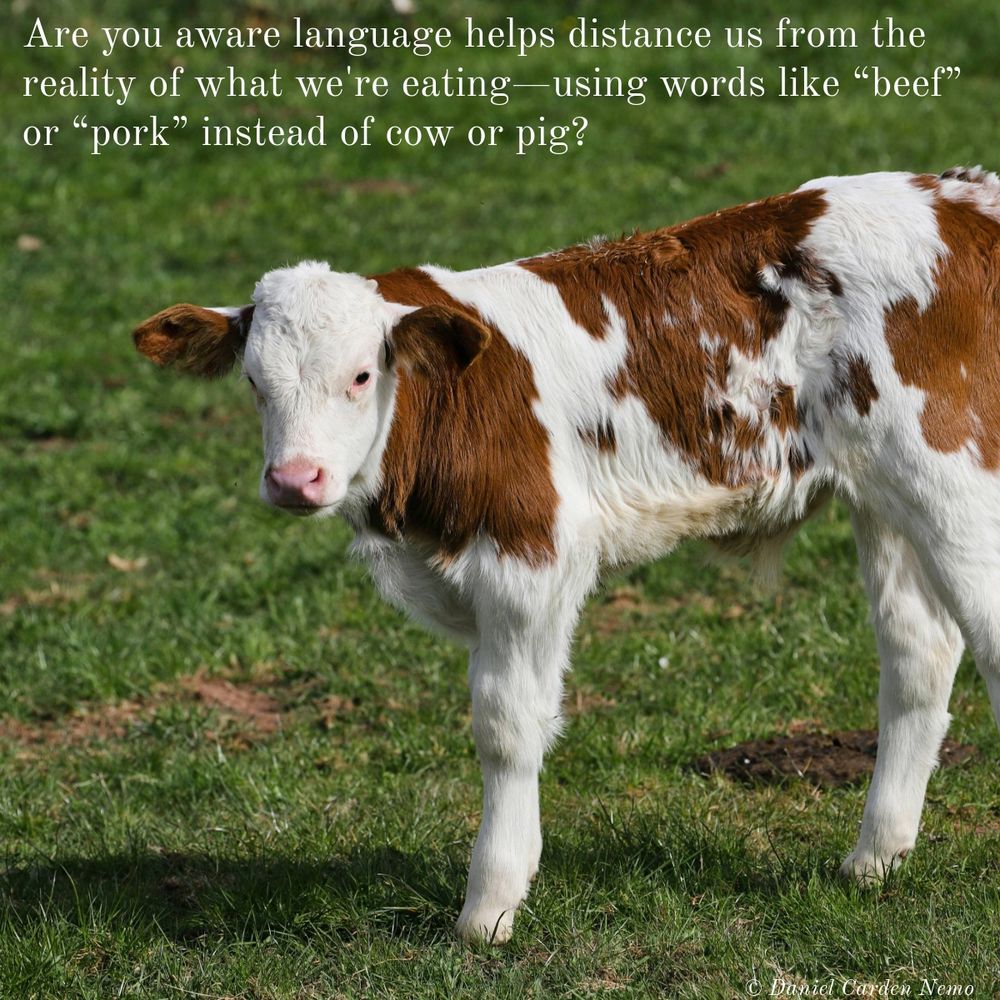 Are you aware language helps distance us from the reality of what we're eating—using words like “beef” or “pork” instead of cow or pig?