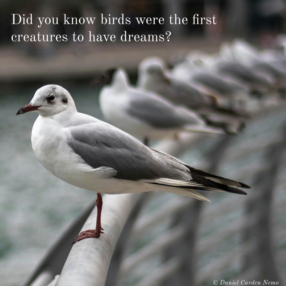 Did you know birds were the first creatures to have dreams?