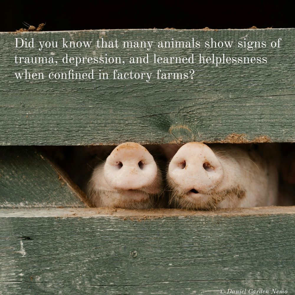 Did you know that many animals show signs of trauma, depression, and learned helplessness when confined in factory farms?