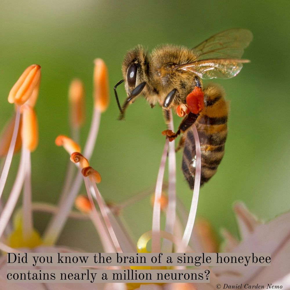 Did you know the brain of a single honeybee contains nearly a million neurons?