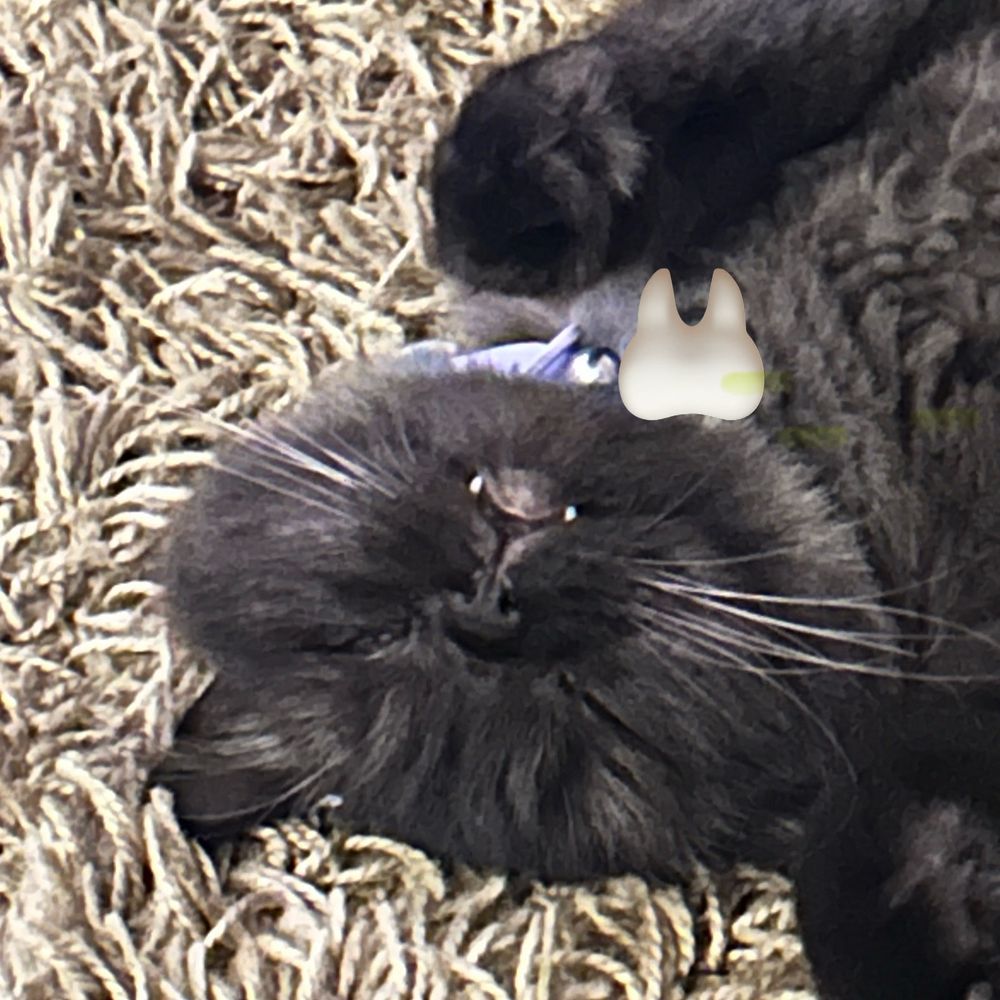 Brown cat playing possum 